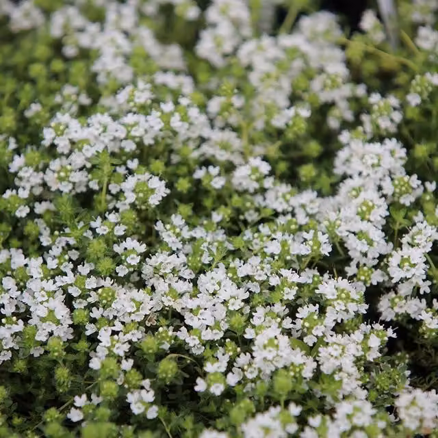 Set of 3 Primrose Snowdrift Creeping Thyme Herb Garden Bedding Plants in White 9cm Pots