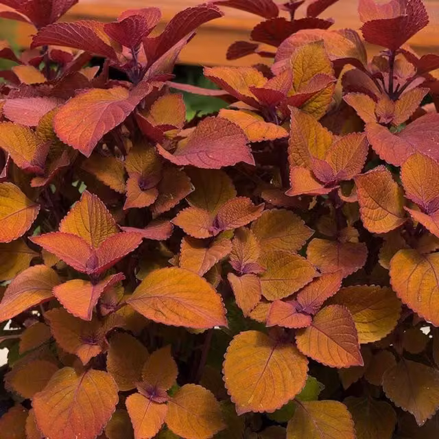 Plant Theory Set of 3 Orange Campfire Coleus Scutellarioides Bedding Plants in 9cm Pots