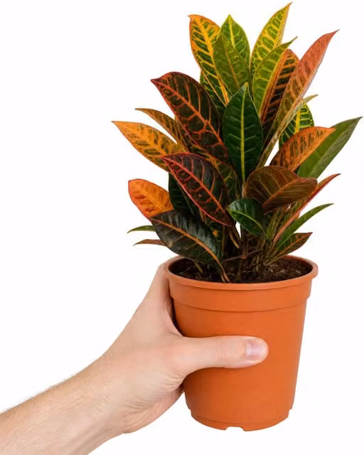 Plants By Post Croton Petra Joseph's Coat Multicolour Indoor Houseplant, 1 l