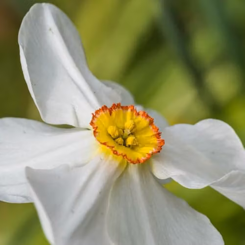 YouGarden Narcissus Pheasant's Eye Bulbs, 24 Bulbs, White, Red and Yellow – 3