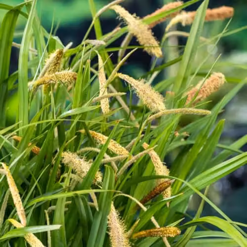 Thompson & Morgan Carex pendula Pendulous Sedge Marginal Aquatic Hardy Perennial, 3 x 9cm Pots – 2