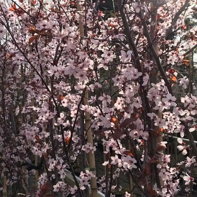 Direct Plants Prunus Pissardi Nigra Purple Leaf Flowering Ornamental Plum Tree, 7-8ft, 7.5 Litre Pot