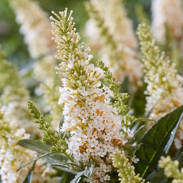 Marshalls Garden Buddleja Butterfly Candy Little White Ornamental Shrub