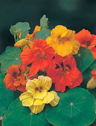 Mr Fothergill's Gleam Mixed Trailing Nasturtium Multicolour Flower Seeds – 3