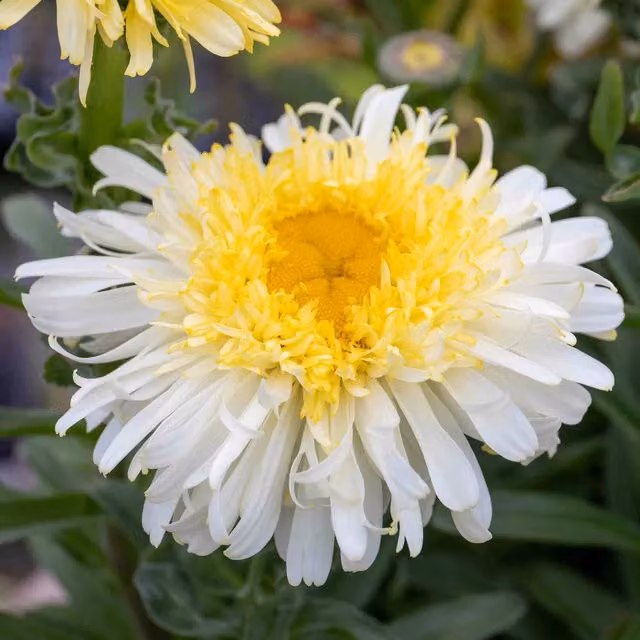 Marshalls Garden Leucanthemum Real Charmer Hardy Perennial with White and Yellow Flowers