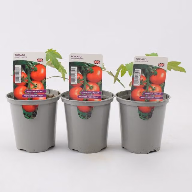 Plants By Post Red Tomato Moneymaker in 9cm Pots