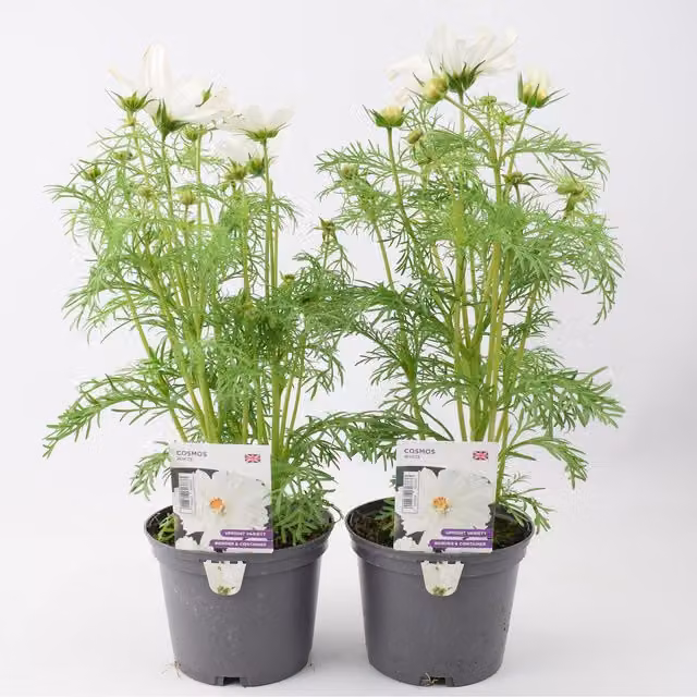 Plants By Post White Cosmos 6 Pack of Ornamental Garden Shrubs