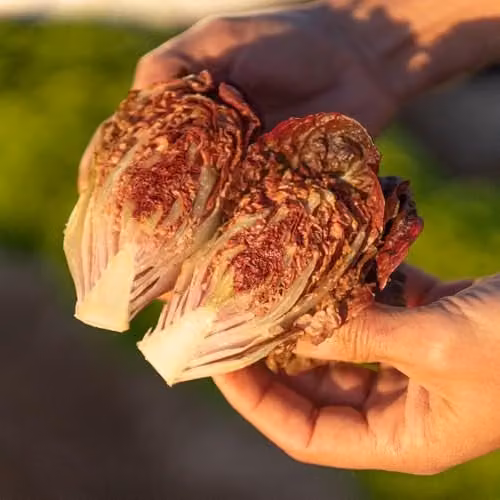 Thompson & Morgan Lettuce Volcana Red Little Gem Seeds, 30 Seeds