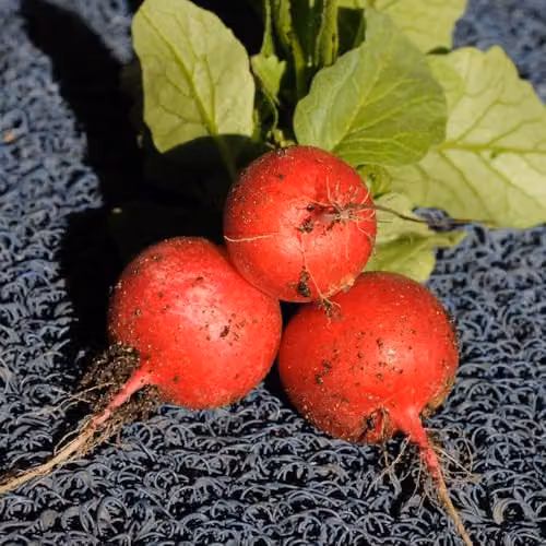 Thompson & Morgan Radish Saxa 2 Seeds, Scarlet Red, 500 Seeds