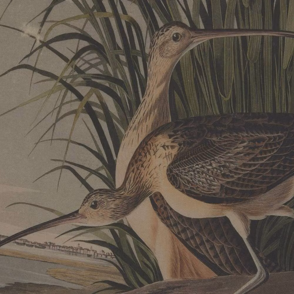 Lemon Pavilion Flora & Fauna Collection Curlews on Linen Beaded Frame Wall Art, Brown and Multicolour, H 62 cm x W 45 cm – 2