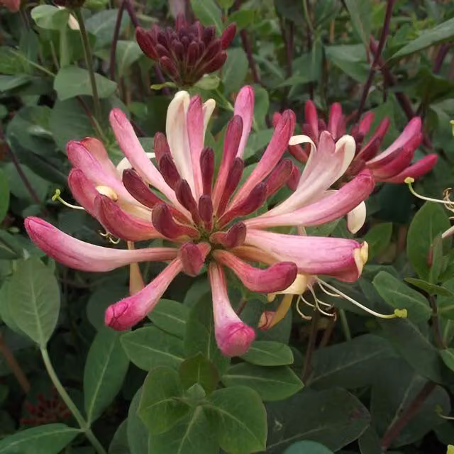 Plant Theory Lonicera Periclymenum Rhubarb and Custard Burgundy Climber Vine Plant, Green and Pink