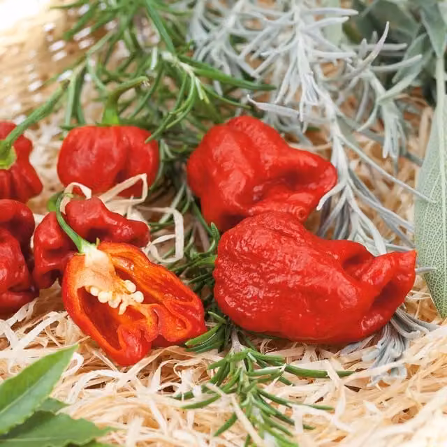 Marshalls Garden Chilli Flavour Collection Red Capsicum annuum Bedding Plants