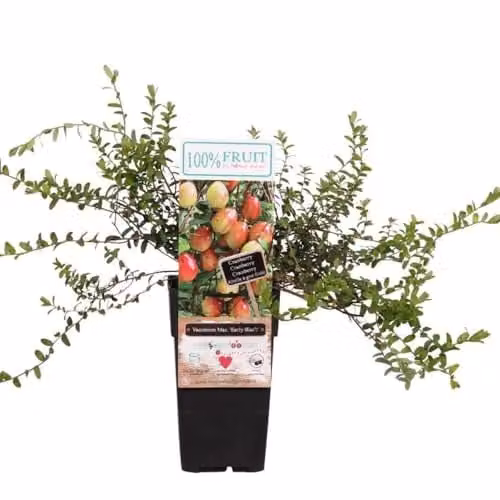 Thompson & Morgan Early Black Cranberry Vaccinium macrocarpon Potted Plant