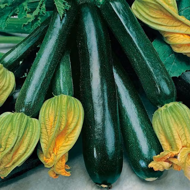 Unwins Organic Black Beauty Courgette Seeds, 10 g