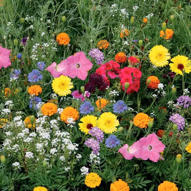 Unwins Annual Flower Seed Container Mix, Multicolour, 1500 g