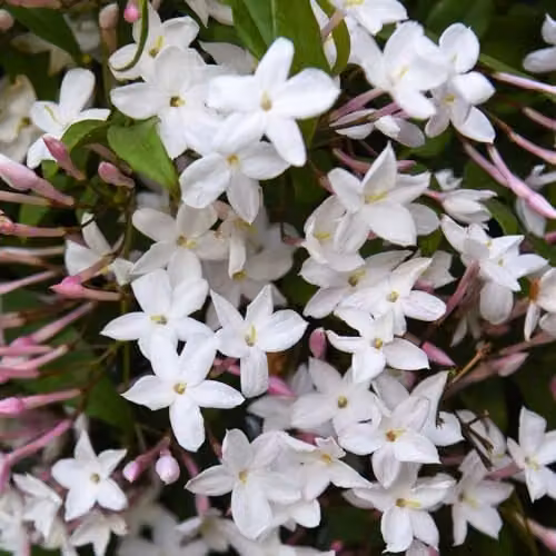 Thompson & Morgan Starry Starry Summer Night Jasmine Fragrant White Climber Potted Plant, 3 Litre – 3