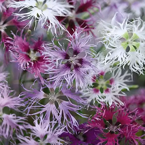 Thompson and Morgan Dianthus Carnation Pinks Rainbow Loveliness Improved Mixed Seeds, Pink and White Fragrant Blooms, 30 Seeds