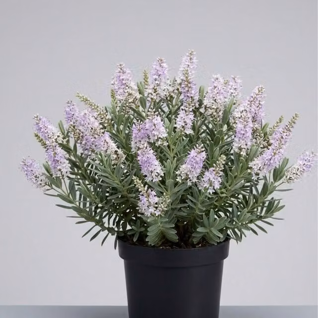 Plants By Post Hebe Champagne Evergreen Ornamental Shrub, Green and Purple, 2L Pot