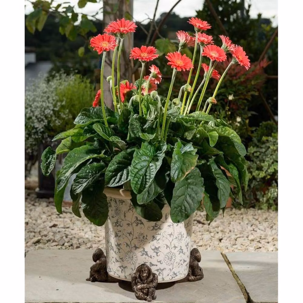 Jardinopia Orangutan Plant Pot Feet, Bronze, Set of 3, W/D/H: 7 x 10.2 x 9 cm – 5
