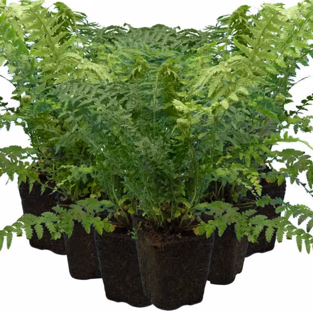 Plants By Post Pack of 3 Male Fern Dryopteris filix-mas Hardy Shade Perennial Garden Plants, 1L Pots, Green