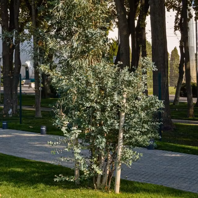 The Rose Press Garden Eucalyptus Gunnii Cider Gum Fast Growing Ornamental Tree in Silver Blue