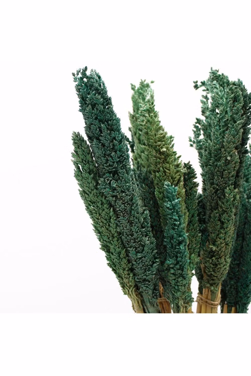 KDMD Vibrant Cantal Grass Bunch Dried Floral Decor in Green, 50 cm – 3