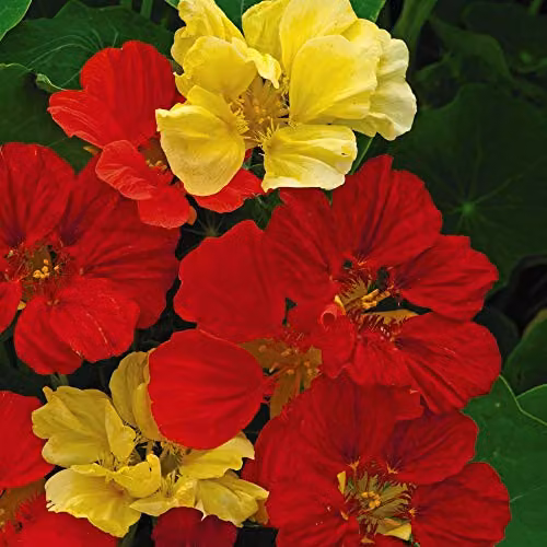 Thompson and Morgan Nasturtium Bolero Mixed Flower Seeds, 30 Seeds, Multicolour Red and Yellow