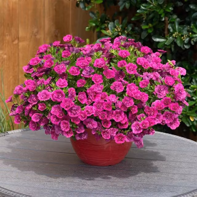 Plant Theory Set of 3 Magenta Mini Petunia Calibrachoa Bedding Plants in 9cm Pots
