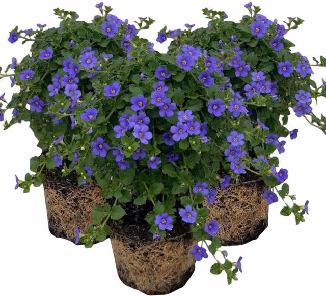 Plants By Post Bacopa Megacopa Blue Improved Ornamental Shrub, 0.3 l