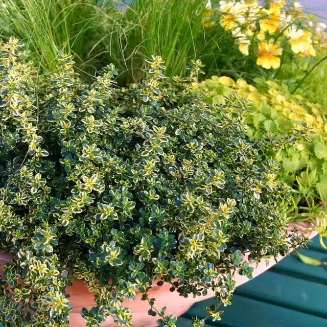 Marshalls Garden Lemon Thyme Perennial Herb for Ornamental and Herb Gardens, Green and Gold