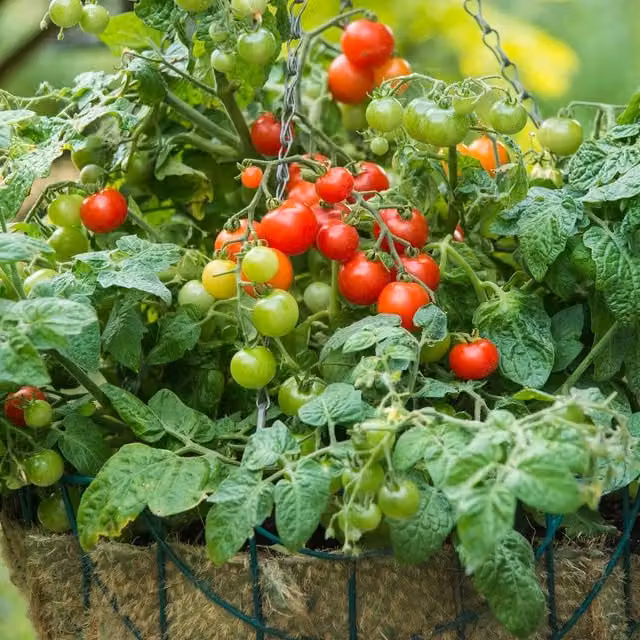 Marshalls Corazon F1 Tomato Seeds, Large Orange Oxheart Beefsteak Variety