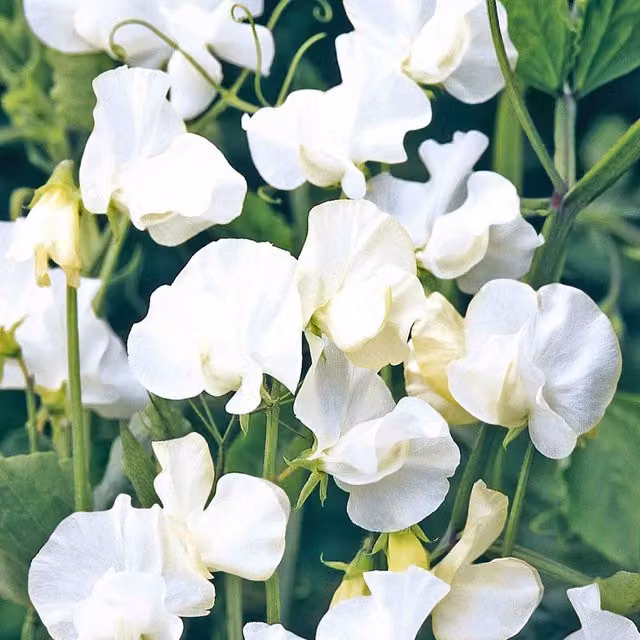 Unwins Norman Wisdom White Spencer-Type Sweet Pea Seeds, Strongly Scented Climber Flower Seeds
