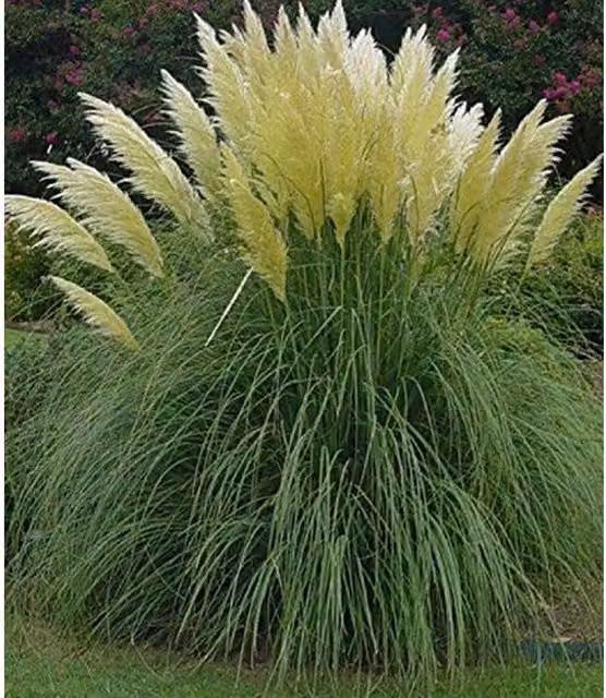 Direct Plants White Cortaderia Pampas Grass Perennial in a 3L Pot