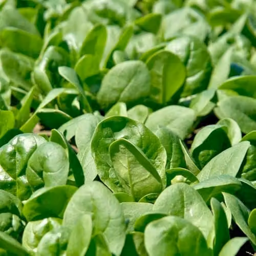 Thompson & Morgan Spinach Santa Cruz F1 Vegetable Seeds, Medium Dark Green, 400 Seeds