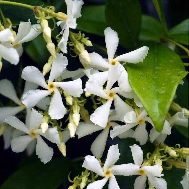 Thompson & Morgan Trachelospermum jasminoides Star Jasmine White Climbing Shrub