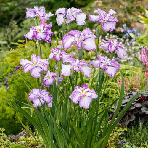 Thompson and Morgan Iris ensata Dinner Plate Cheesecake Hardy Japanese Iris Perennial Plant in 11cm Pots – 2