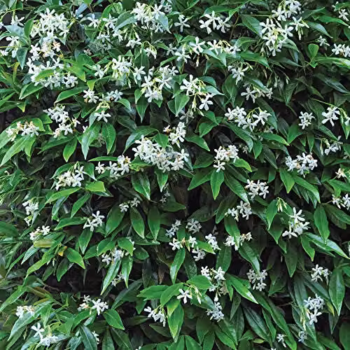 Thompson and Morgan Star Jasmine Trachelospermum Jasminoides Hardy Climbing Shrub with White Flowers, 9cm Pot – 2