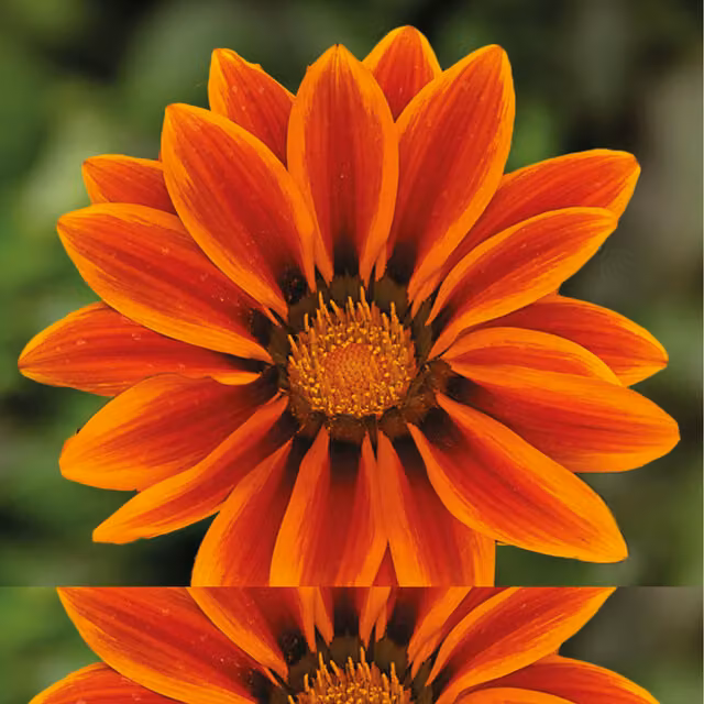 The Rose Press Garden Gazania Kiss Orange Flame Bedding Plant, Pack of 3
