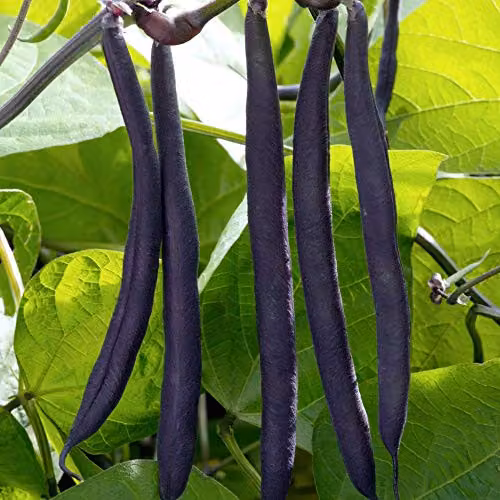 Thompson and Morgan Dwarf Bean Purple Teepee Seeds, 50 Seeds per Packet – 2