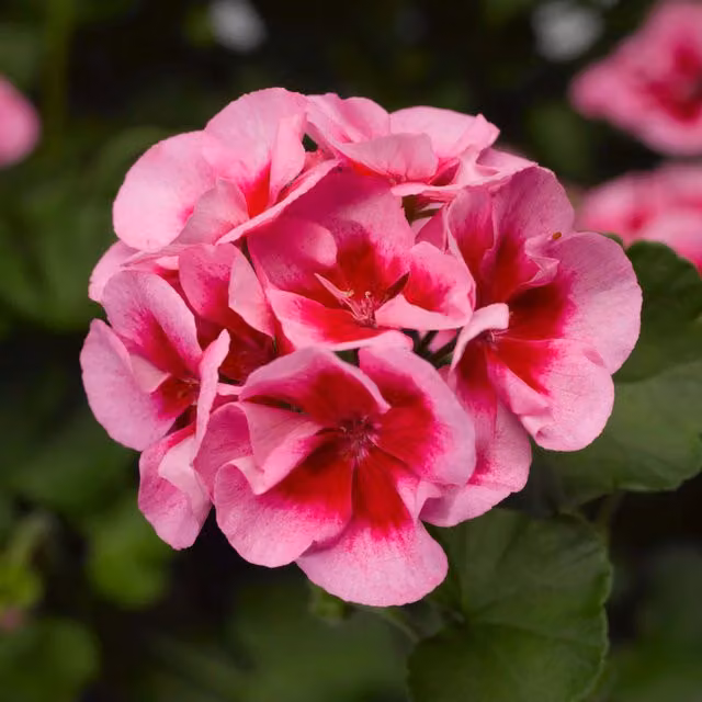 Plants By Post Geranium Calliope Rose Splash Bedding Plant with Bi-Colour Pink Flowers, 2 x 1L Pots