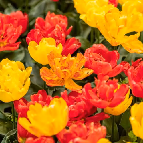 Thompson & Morgan Tulip Baby Blend Compact Early Flowering Bulbs, Multicolour Orange, Red and Yellow, 16 Bulbs – 4