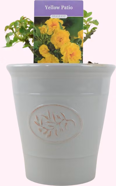 The Rose Press Garden Yellow Ornamental Patio Rose Shrub