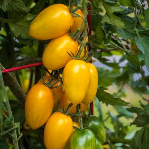 Thompson & Morgan Tomato Bliss F1 Yellow Striped Snackable Fruit Vegetable Seeds, 8 Seeds per Packet