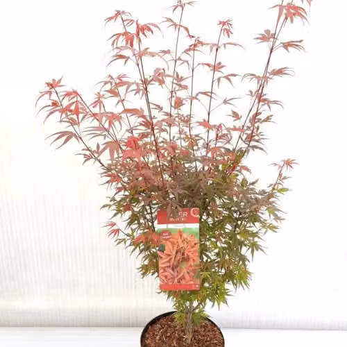 Thompson & Morgan Acer palmatum Shaina Compact Japanese Maple with Red Foliage, 3 Litre Potted Plant – 2