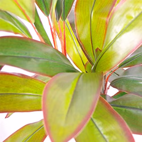 Botanik 100cm Artificial Potted Dracaena Tropical Plant with Gold Planter in Green – 2