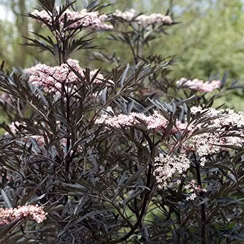 Thompson & Morgan Sambucus Eva Hardy Perennial Flowering Elder Shrub, 3.5 Litre Pot – 2
