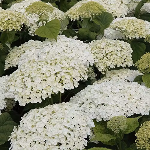 Thompson and Morgan Hydrangea Arborescens Annabelle White Ornamental Shrub, 12 Litre Pot – 3