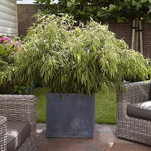 YouGarden Pair of Fargesia rufa Fountain Bamboo Outdoor Hedge Plants, Height: 50 cm, 2L Pots – 1