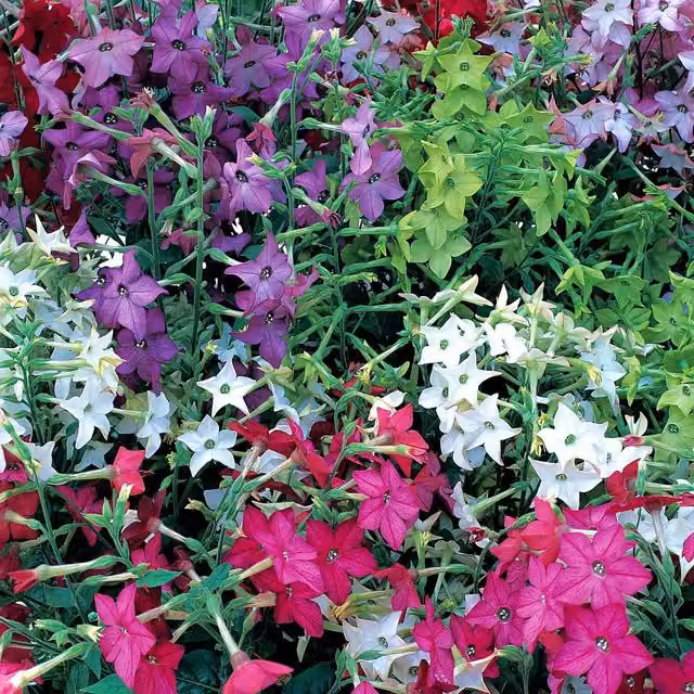 Unwins Nicotiana Sensation Mix Ornamental Flower Seeds in Purple, Pink, Red, White and Multicolour