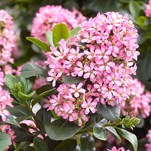YouGarden Escallonia Pink Elle Evergreen Ornamental Outdoor Garden Shrub in 2L Pot – 2